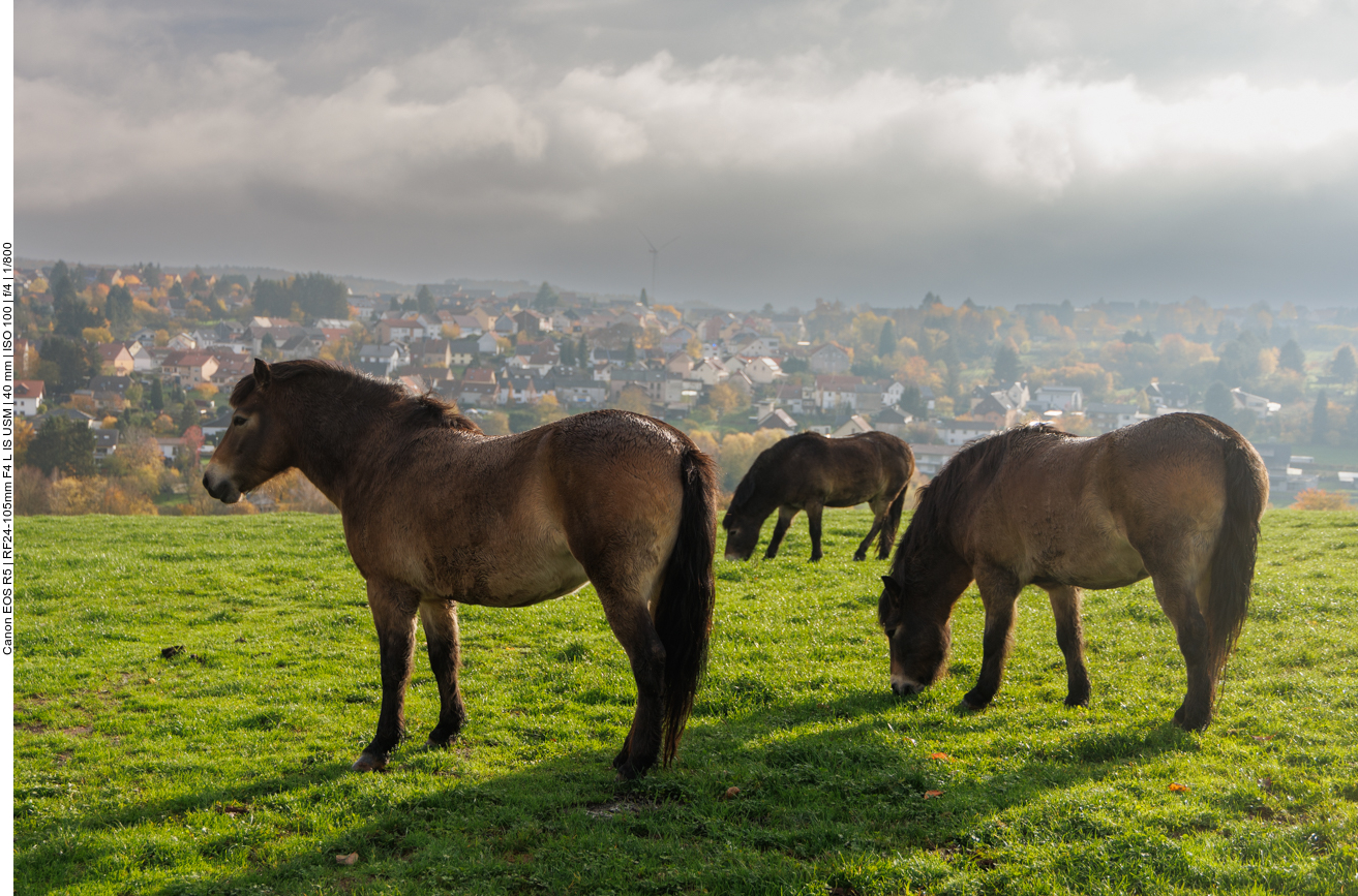 Exmoor-Ponys