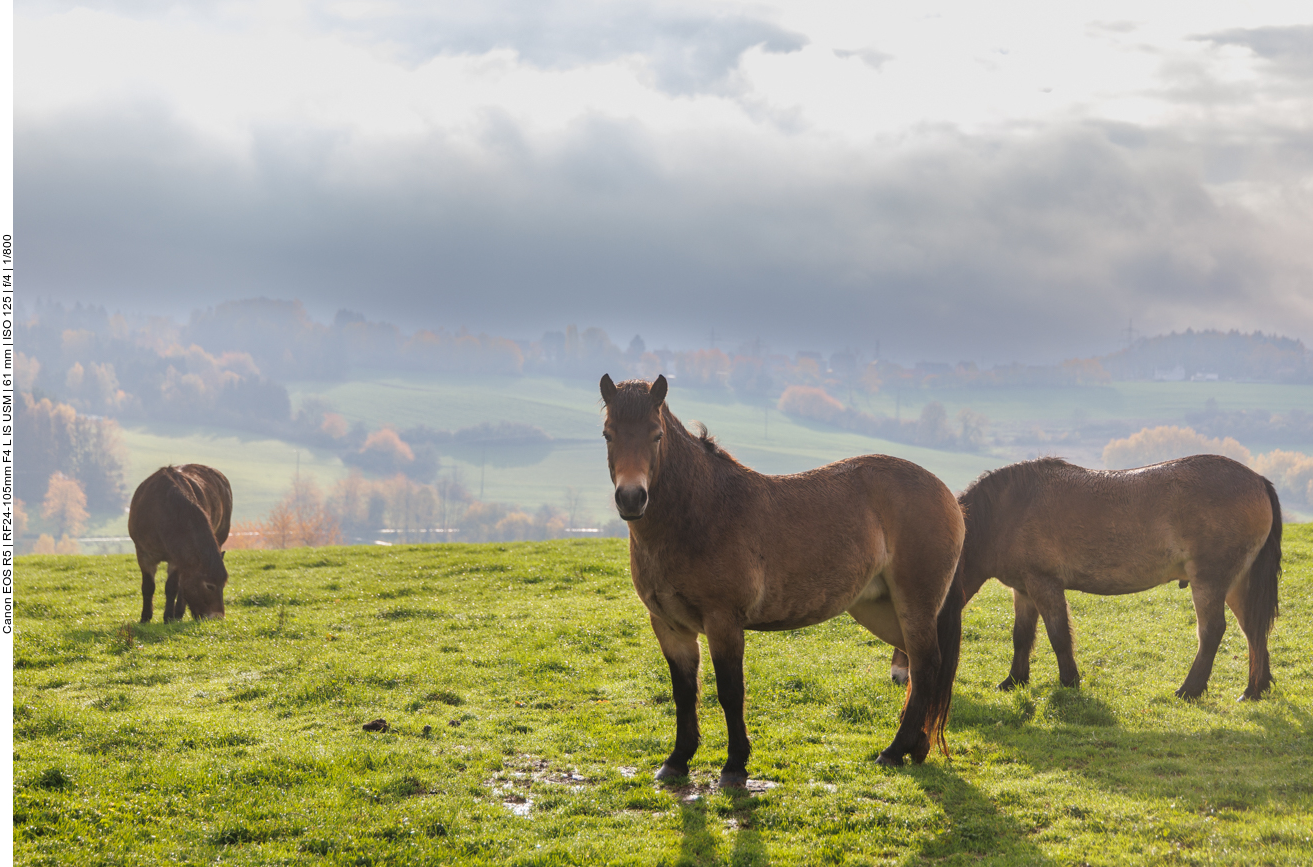 Exmoor-Ponys