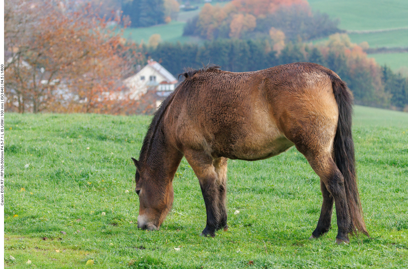 Exmoor-Pony