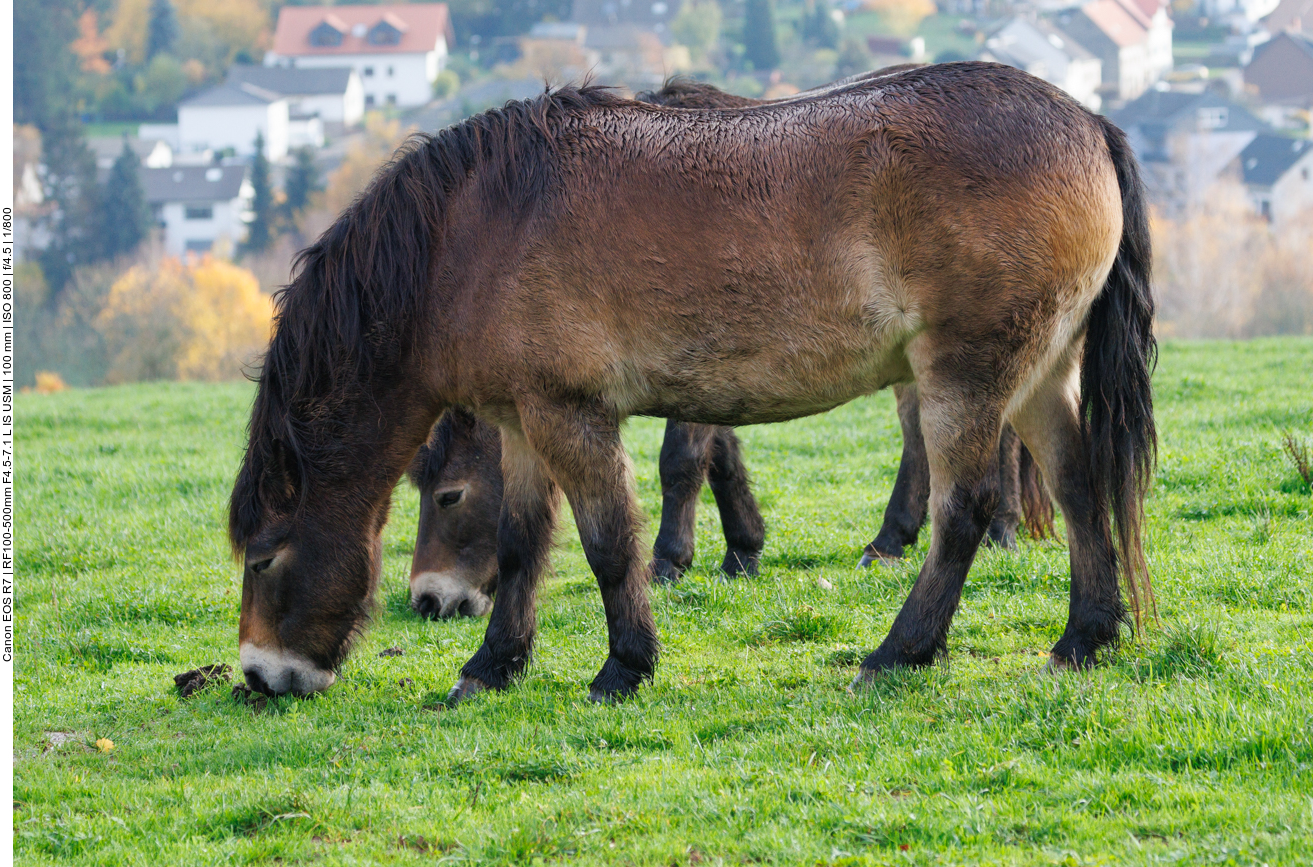 Exmoor-Ponys