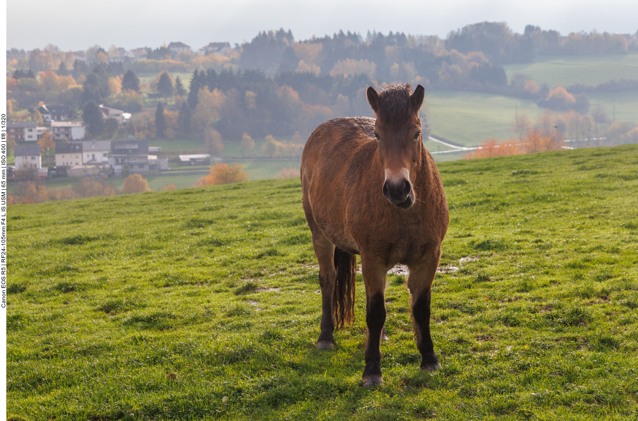 Exmoor-Pony