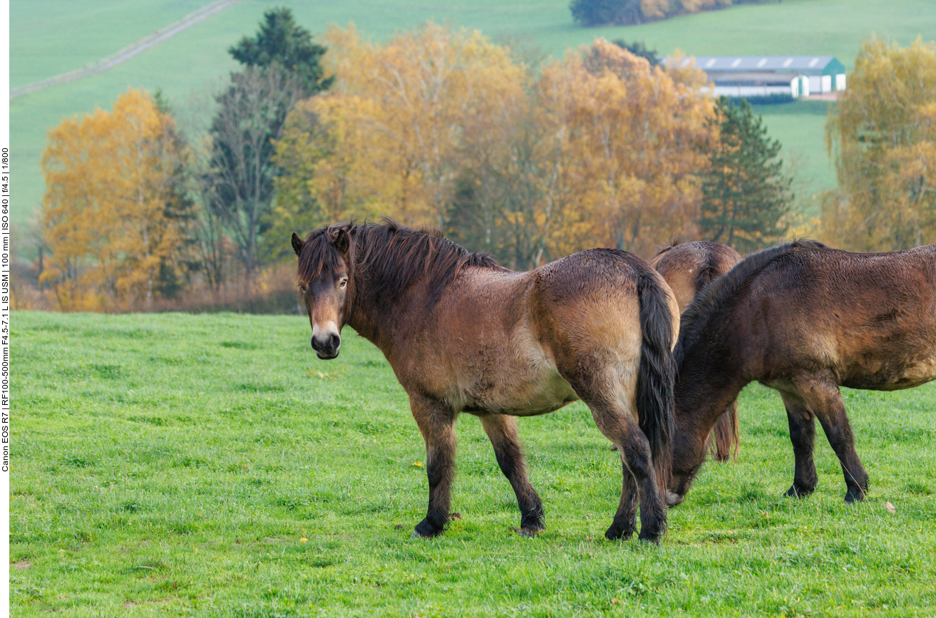 Exmoor-Ponys