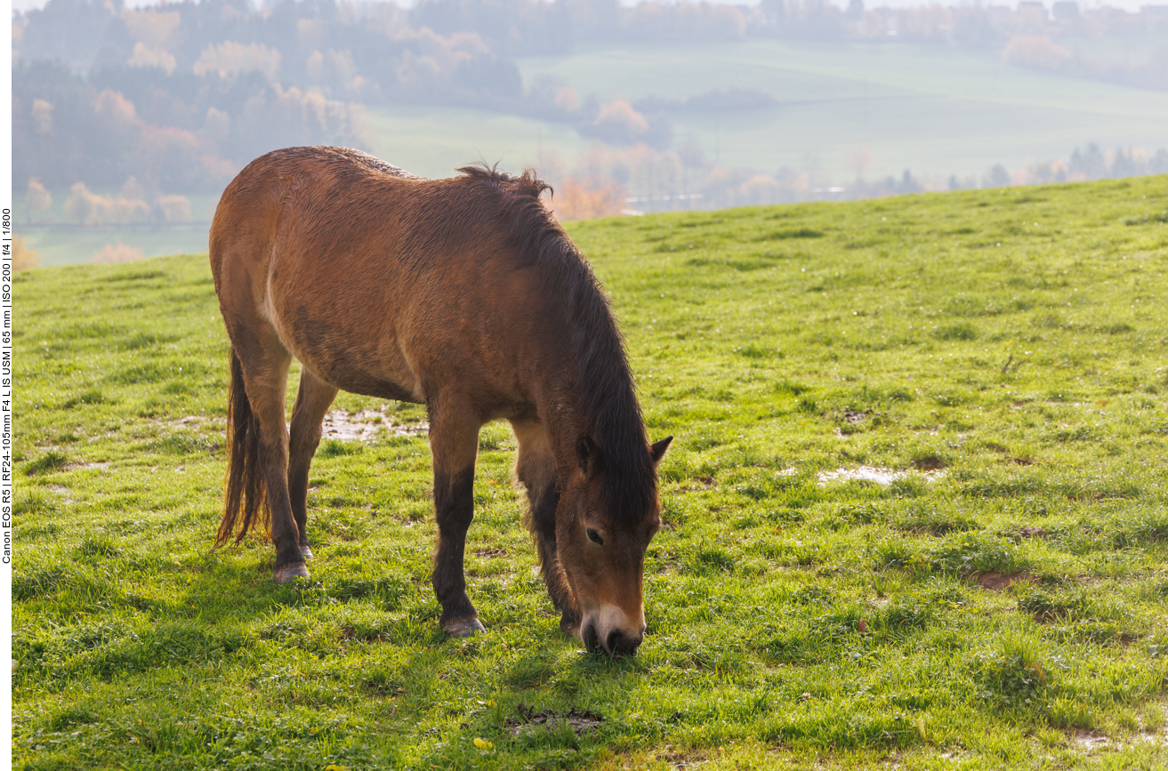 Exmoor-Pony