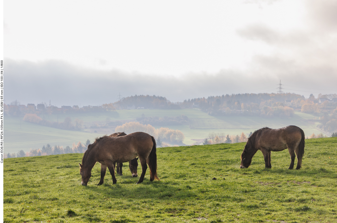 Exmoor-Ponys