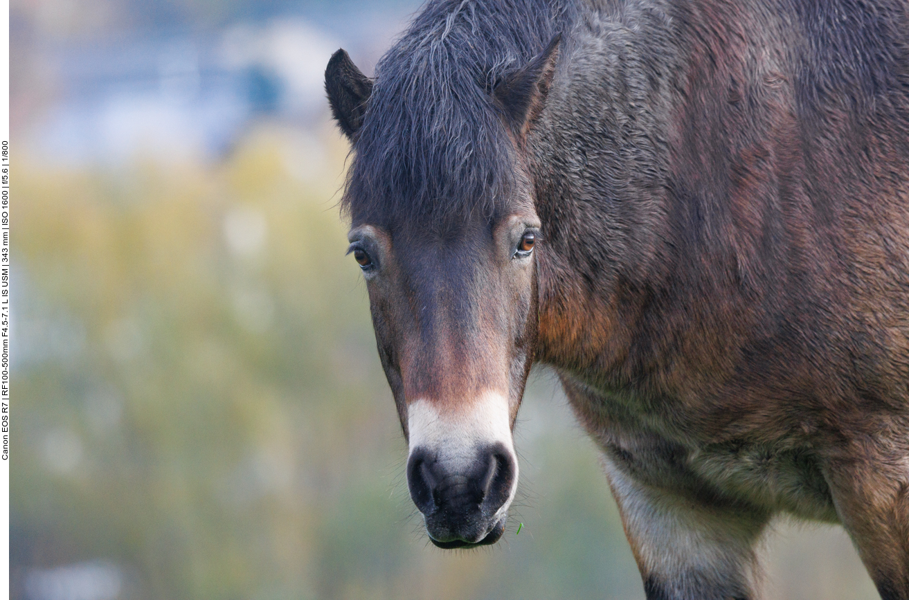 Exmoor-Pony