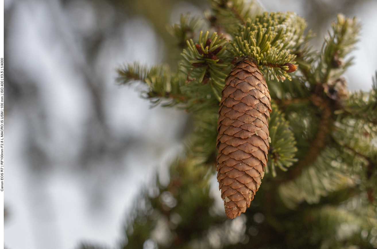 Den Zapfen jedoch kann man gut sehen 
