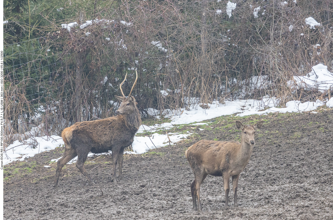 Junger Hirsch und Hirschkuh 