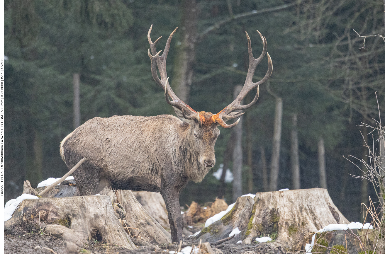 Platzhirsch