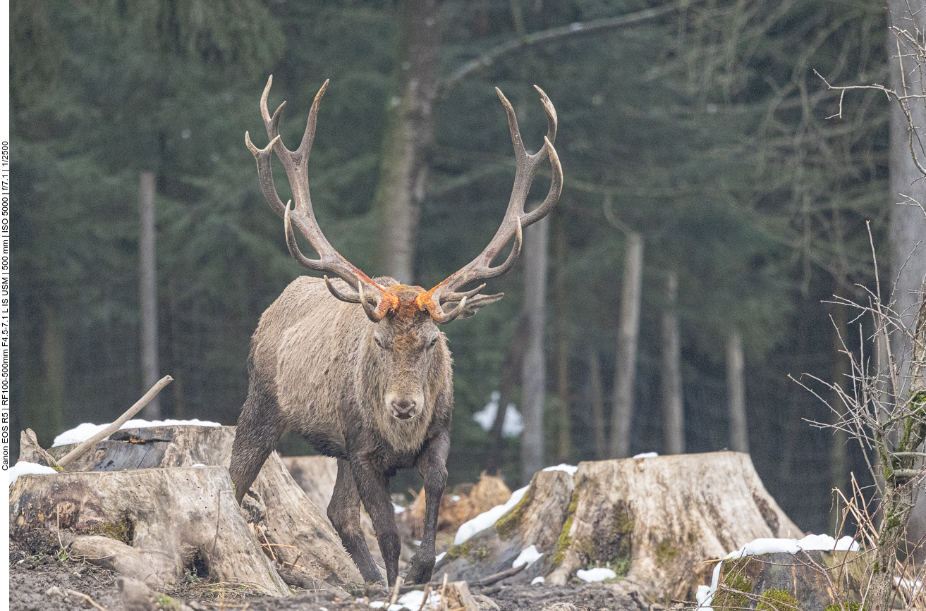 Platzhirsch