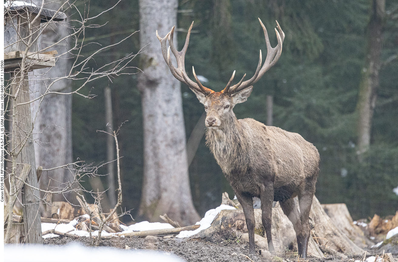 Platzhirsch