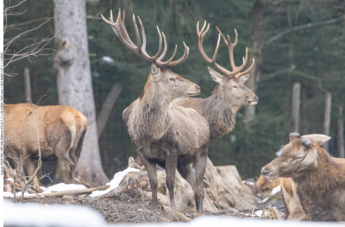 Gleich mehrere der stolzen Tiere 