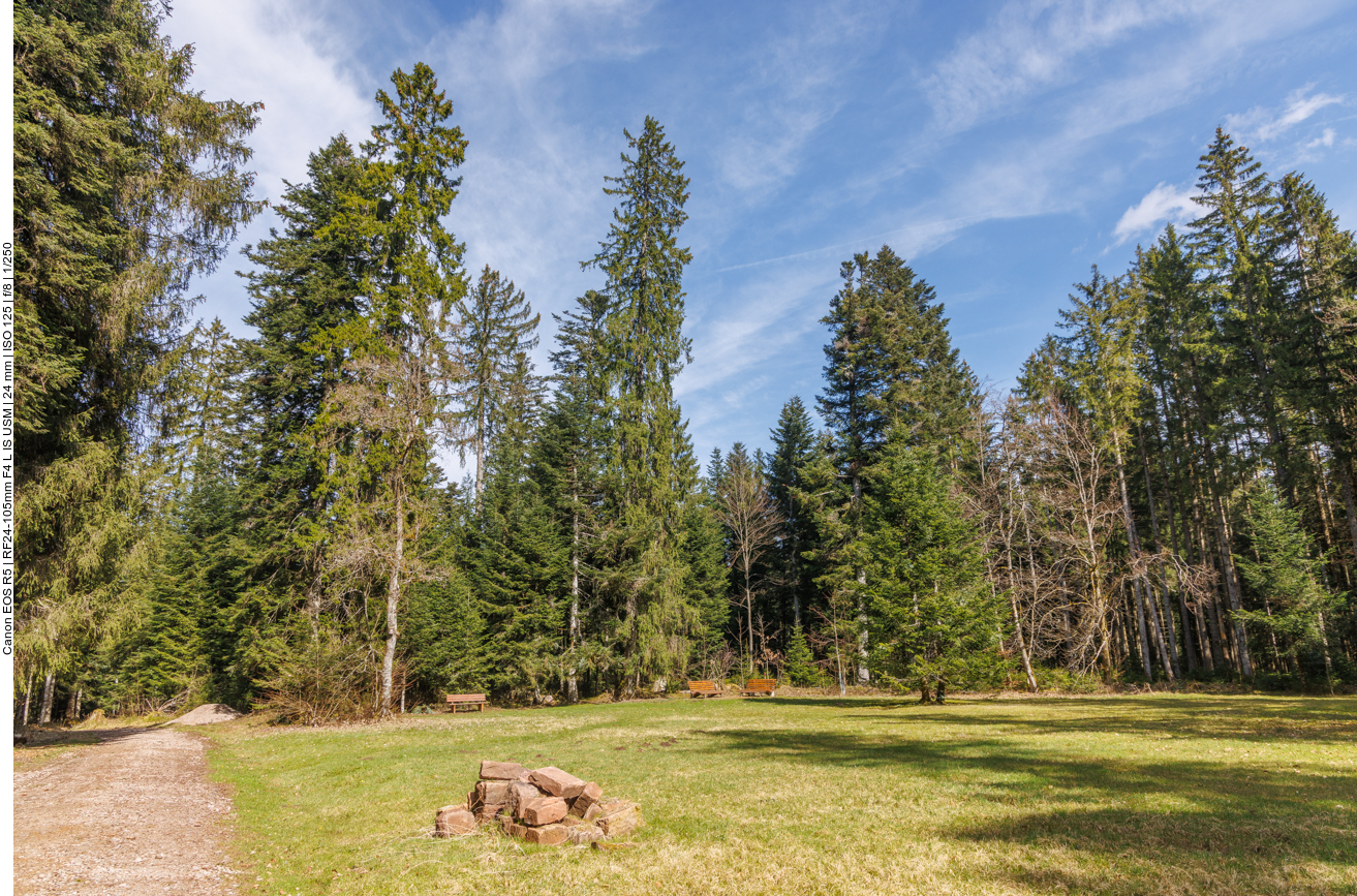 Liegewiese unter den Tannen 