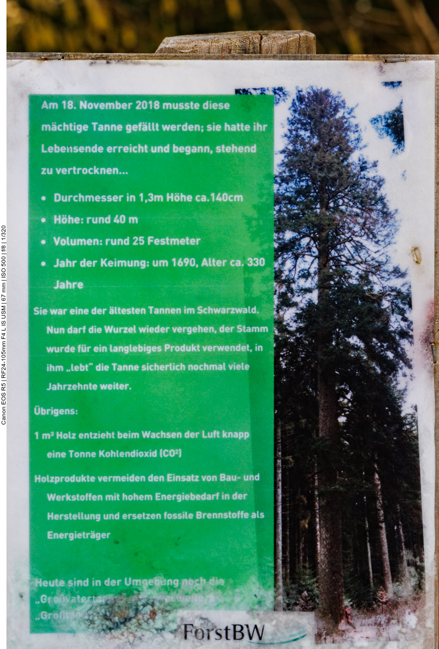 Infos zur Großvatertanne 