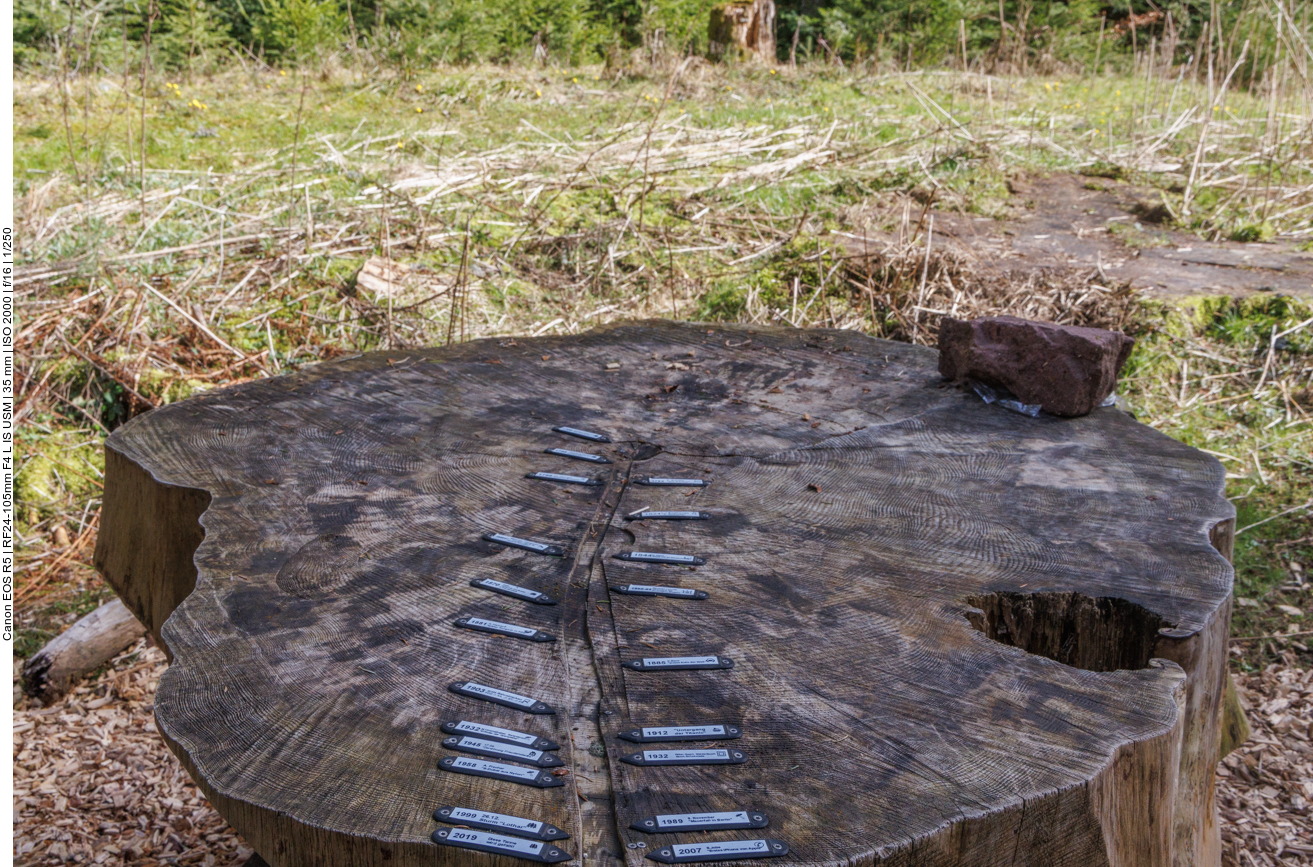 Die Großvatertanne wurde leider 2019 gefällt :-( 