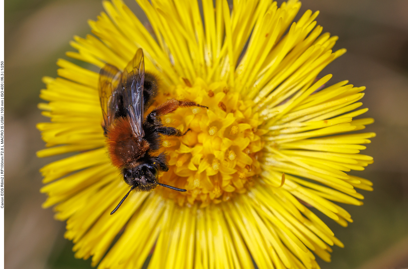 Wildbiene beim Nektar sammeln 