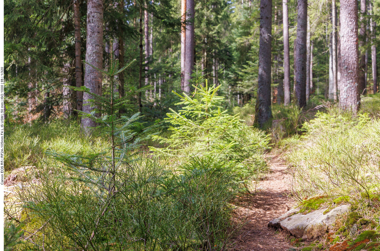 Wenn die großen Nadelbäume fallen, lässt das Licht die kleinen wachsen 