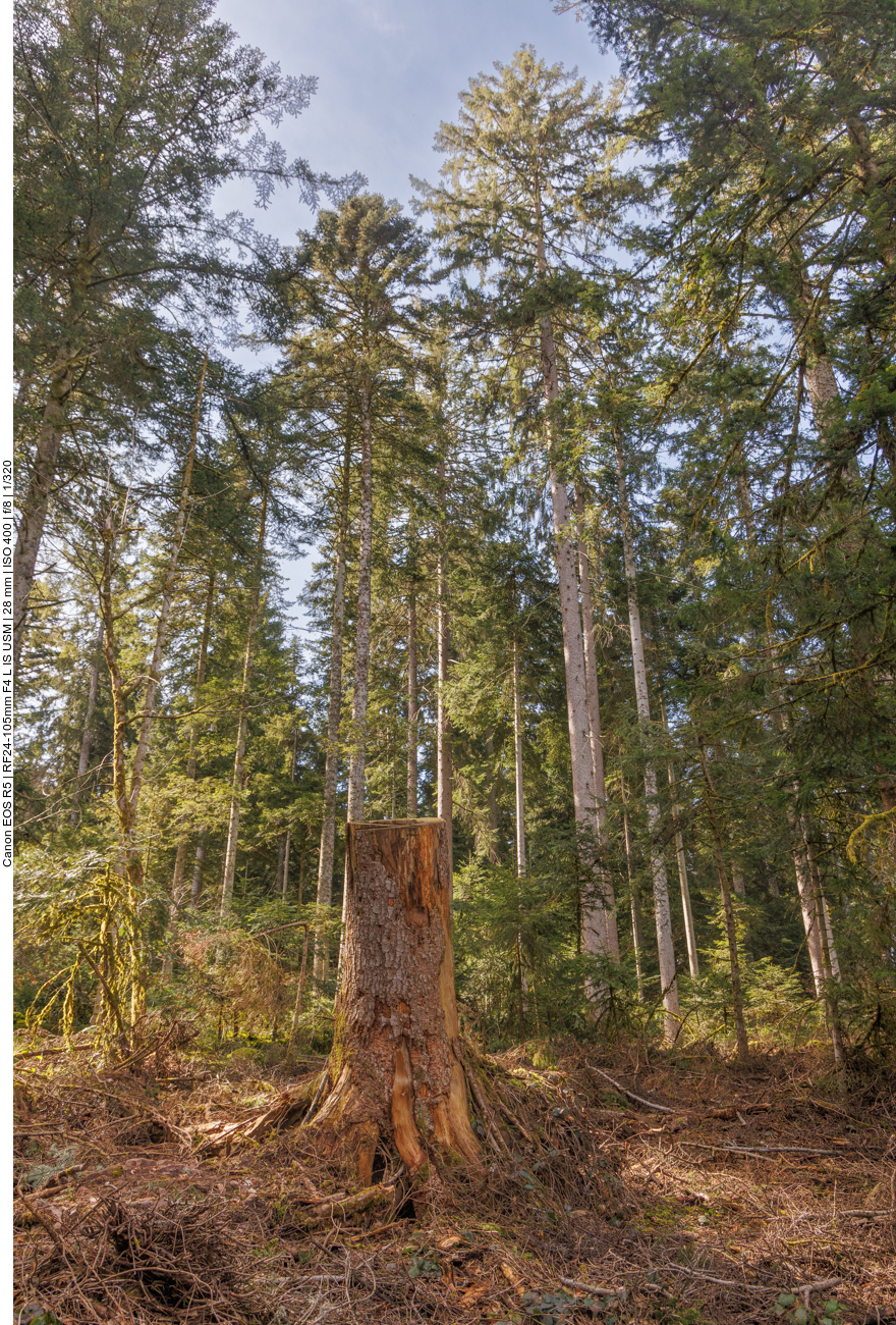 Da fehlt wohl ein Baum 