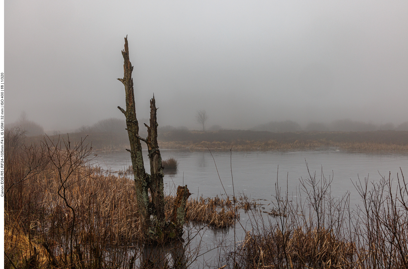 Dieser Baum hat wohl zu nasse Füße bekommen 