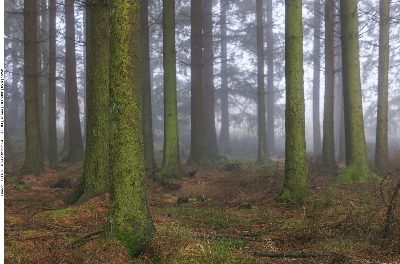 Auch im grünen Wald ... 