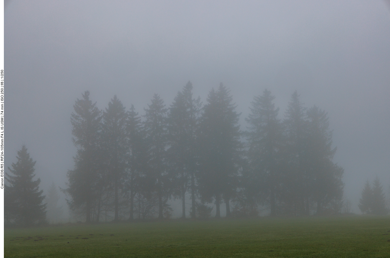 Wie Schatten stehen die Bäume im Nebel 