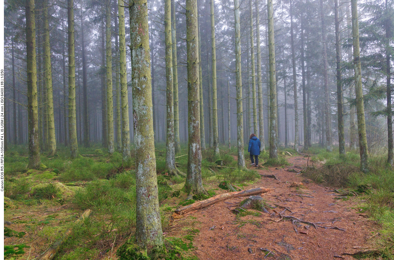 Zum Abschluss geht es noch einmal durch den Wald 