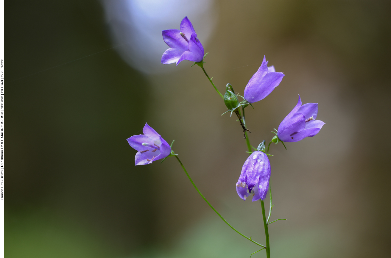 Rundblättrige Glockenblume [Campanula rotundifolia]