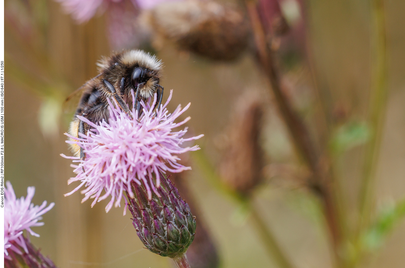 Hummel auf einer Acker-Distel [Cirsium arvense] 