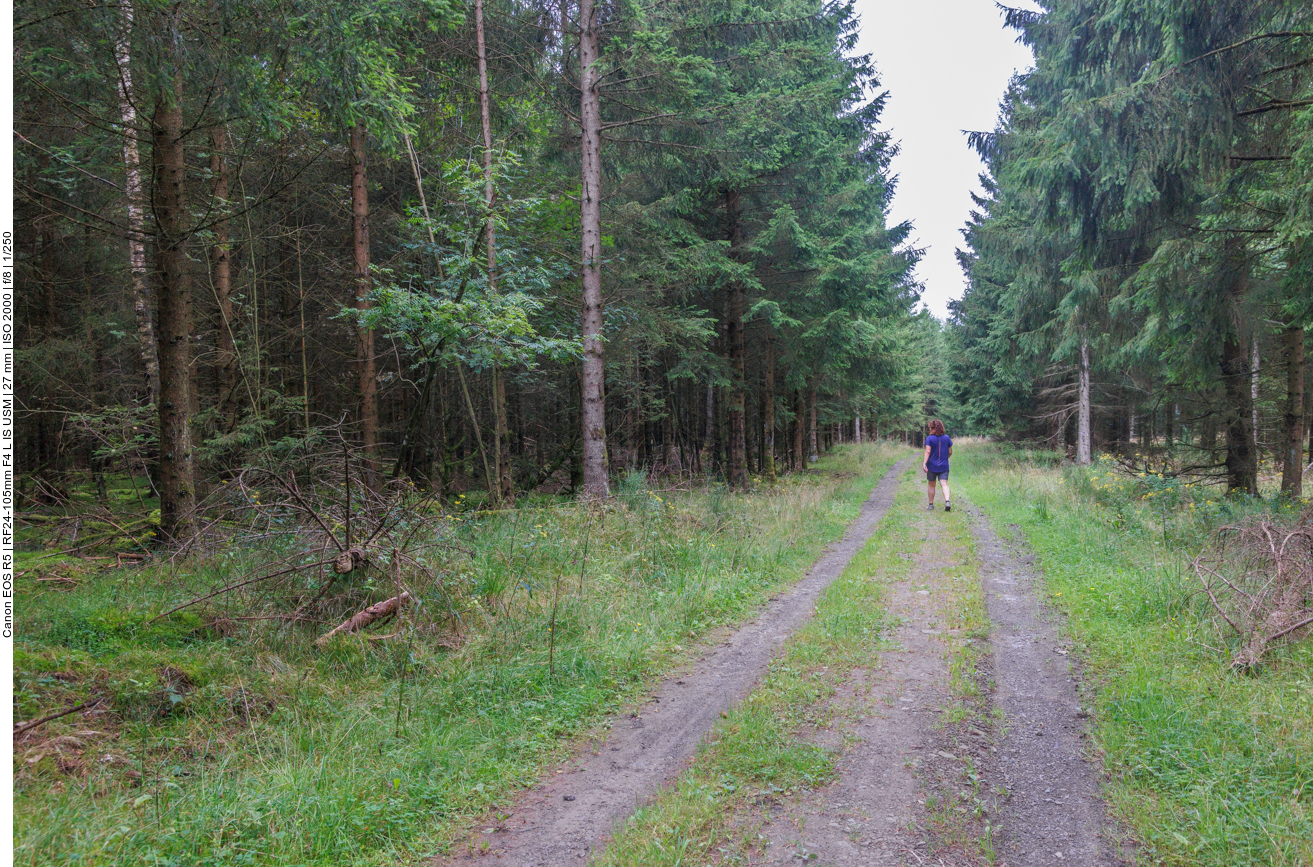 Der Wildnisweg führt leider meist auf breiten Waldwegen entlang 