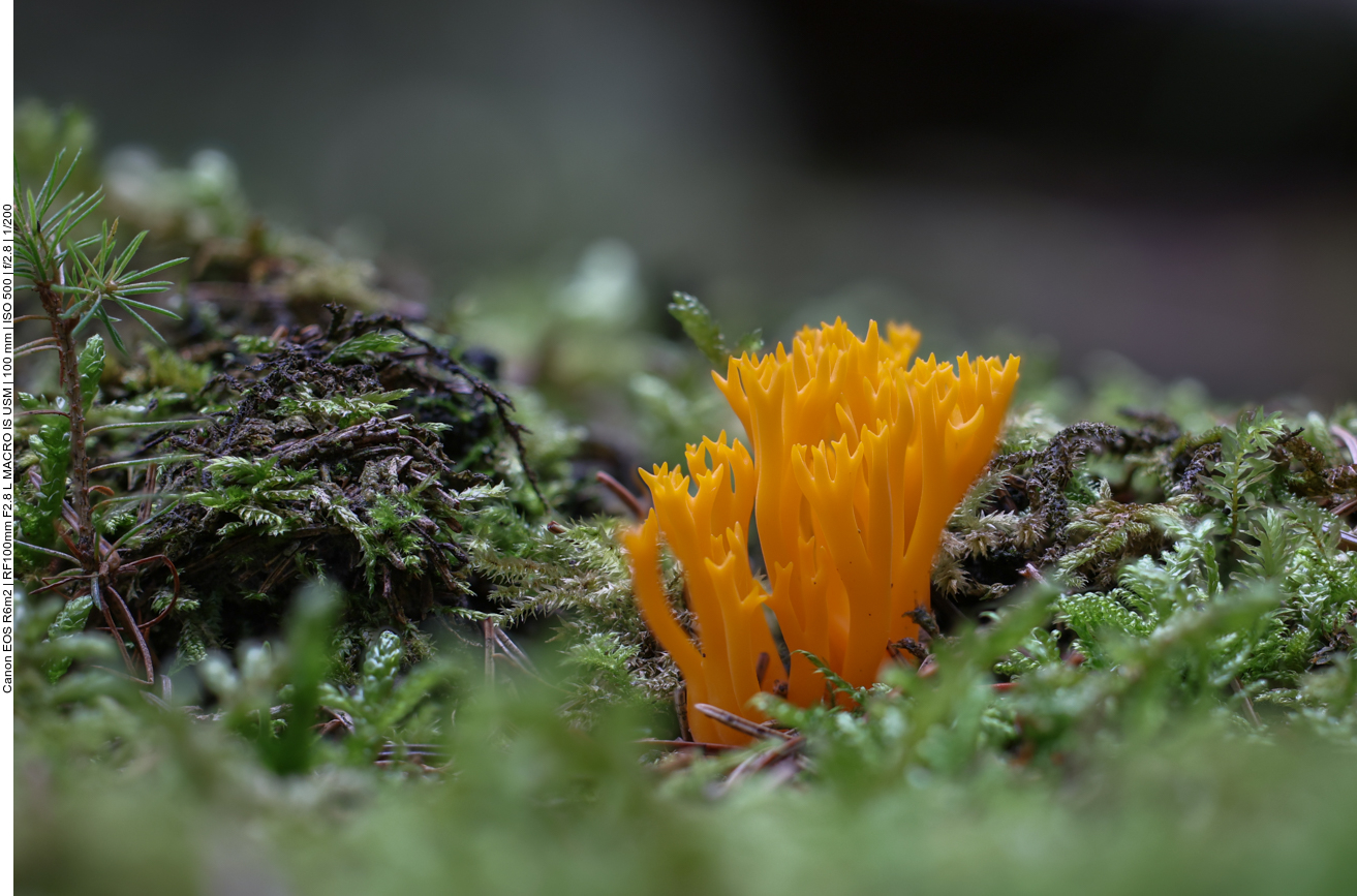 Klebriger Hörnling [Calocera viscosa], auch Ziegenbart oder Zwergerlfeuer genannt
