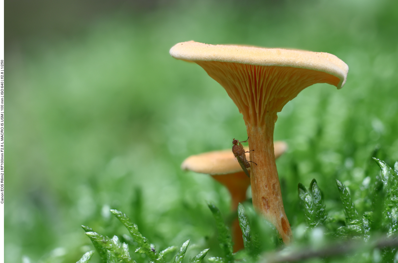 Die Fliege habe ich erst am Rechner entdeckt ;-) 