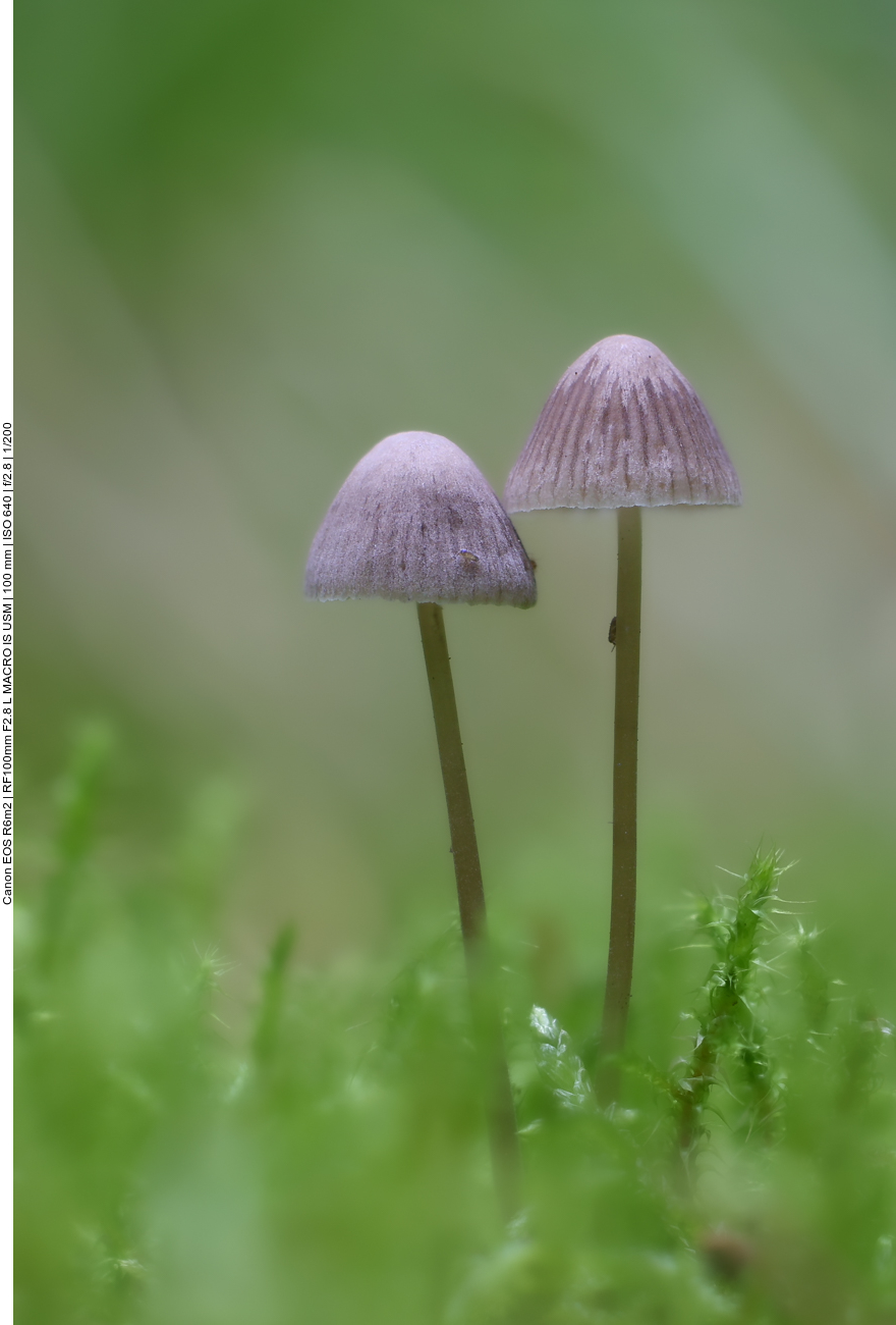 Kleine Pilze im Gras 