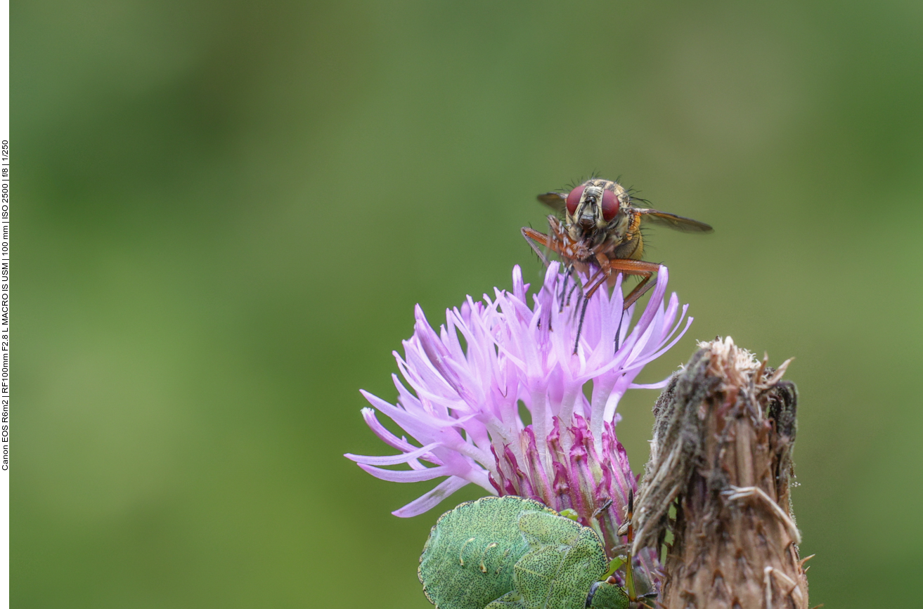 Fliege auf Acker-Distel [Cirsium arvense] 