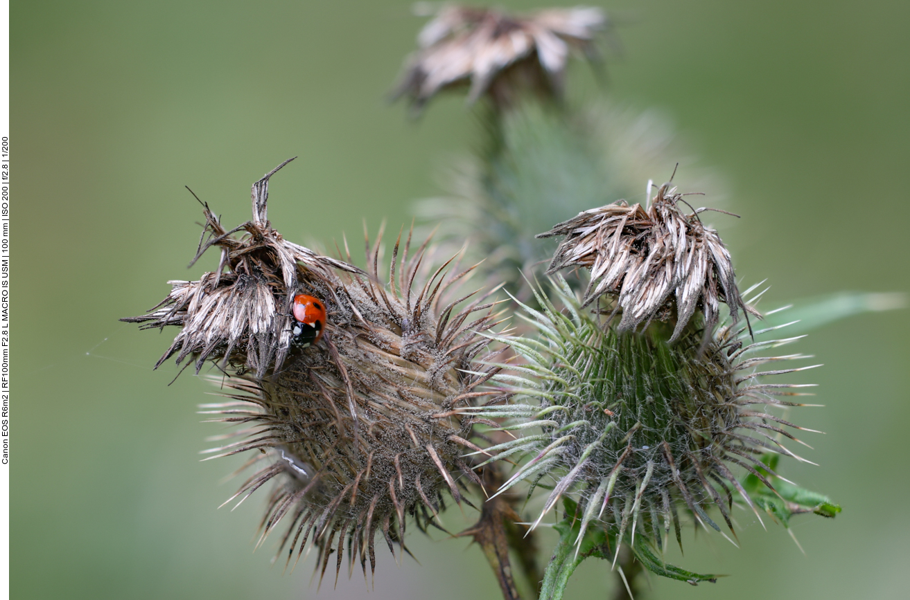 Siebenpunkt Marienkäfer [Coccinella septempunctata] auf einer Gewöhnlichen Kratzdistel [Cirsium vulgare]