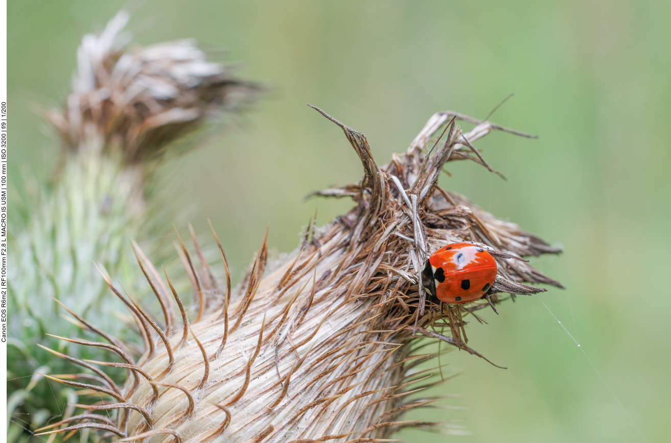 Siebenpunkt Marienkäfer [Coccinella septempunctata] auf einer Gewöhnlichen Kratzdistel [Cirsium vulgare]