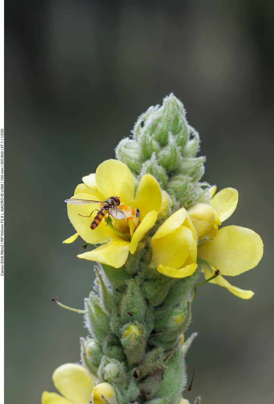 Schwebfliege auf der Blüte einer Echten Königskerze [Verbascum thapsus] 