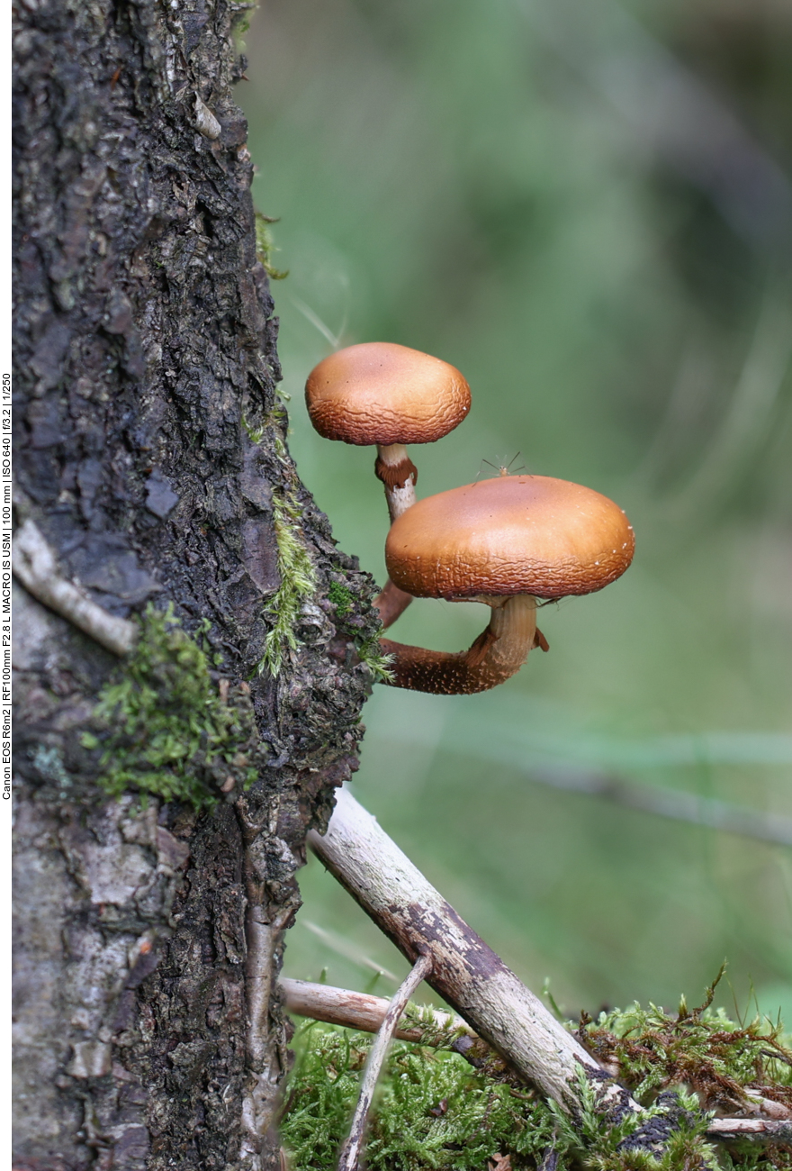 Gleicher Baumstumpf, gleiche Pilzart, diesmal mit einem Insekt auf dem Hut 