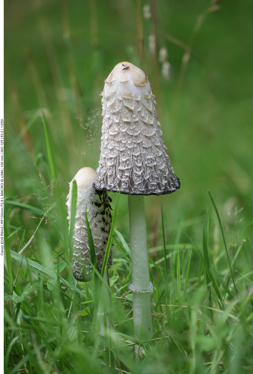 Schopf-Tintling [Coprinus comatus]