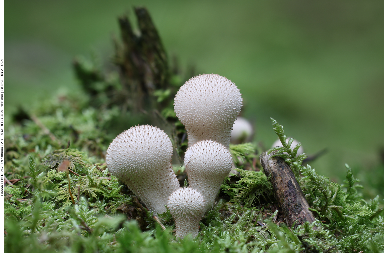 Flaschen-Stäubling [Lycoperdon perlatum], auch Flaschenbovist genannt