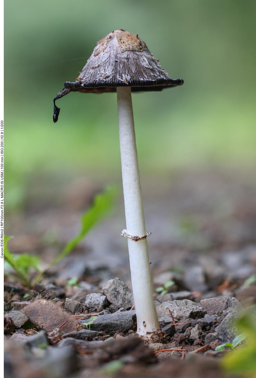 Dieser Tintling löst sich schon langsam auf 