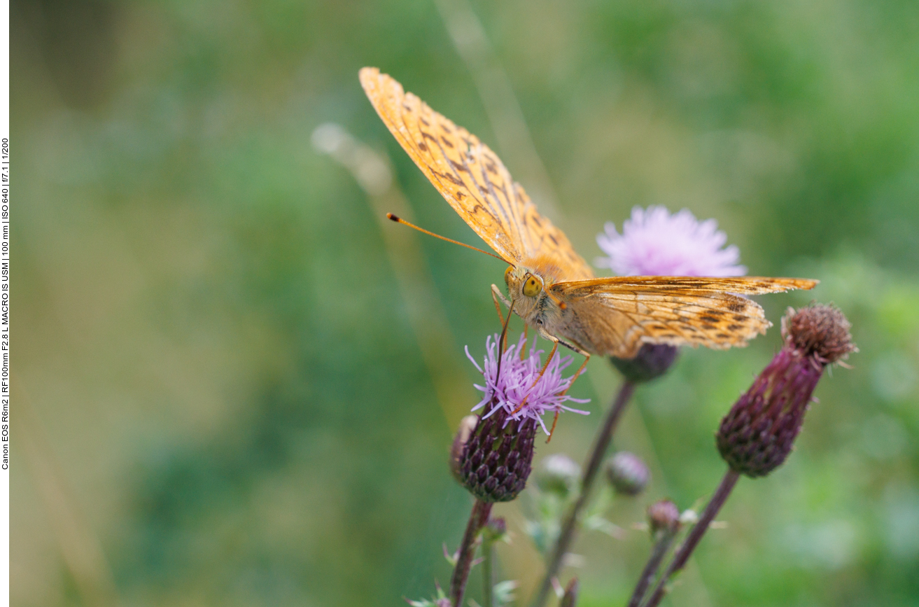 Großer Perlmutterfalter [Argynnis aglaja] auf Acker-Distel [Cirsium arvense]