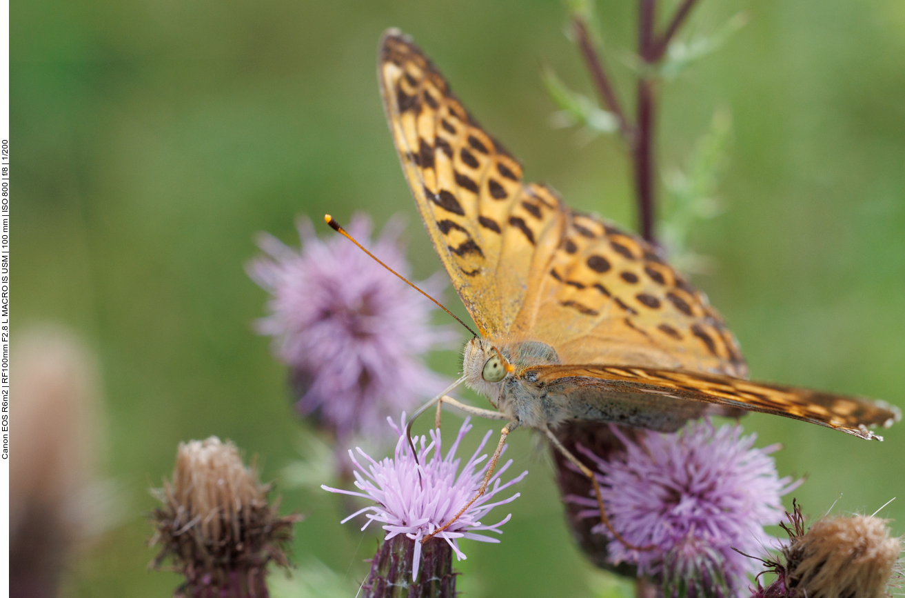 Großer Perlmutterfalter [Argynnis aglaja] auf Acker-Distel [Cirsium arvense]