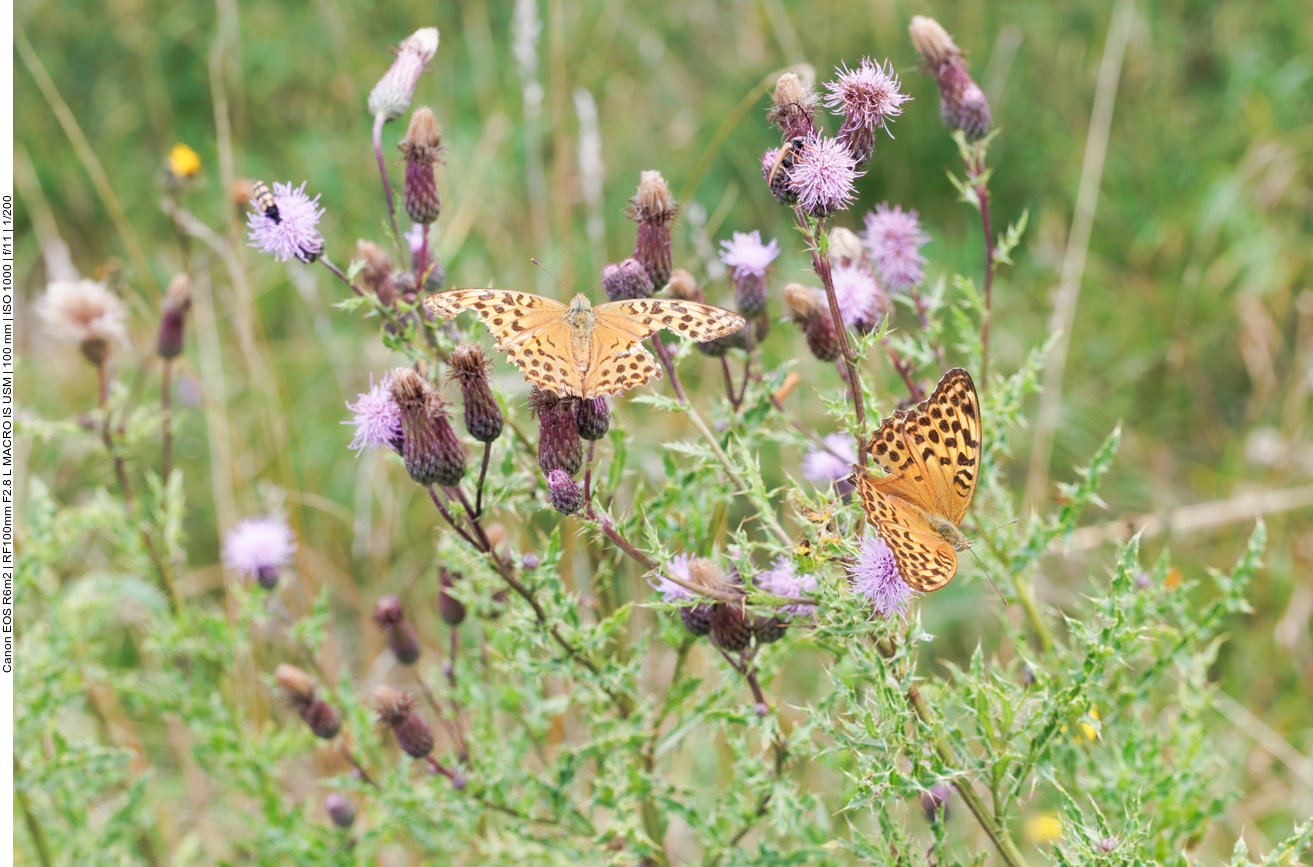Mehrere Große Perlmutterfalter [Argynnis aglaja] auf Acker-Disteln [Cirsium arvense]