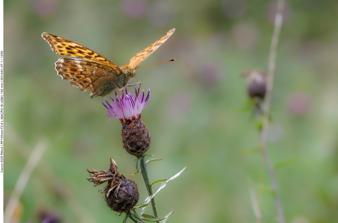 Großer Perlmutterfalter [Argynnis aglaja] auf Acker-Distel [Cirsium arvense]
