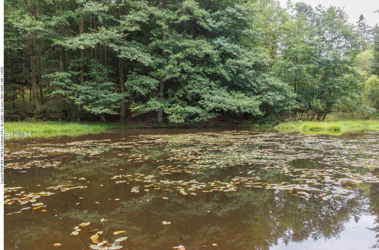 Kleiner Weiher im Wald 