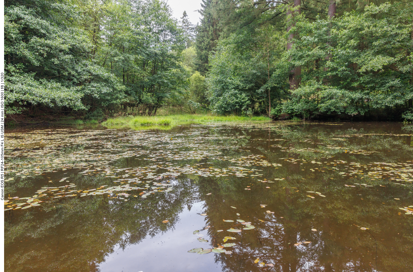 Kleiner Weiher im Wald 