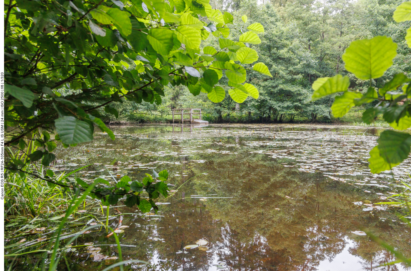 Kleiner Weiher im Wald 