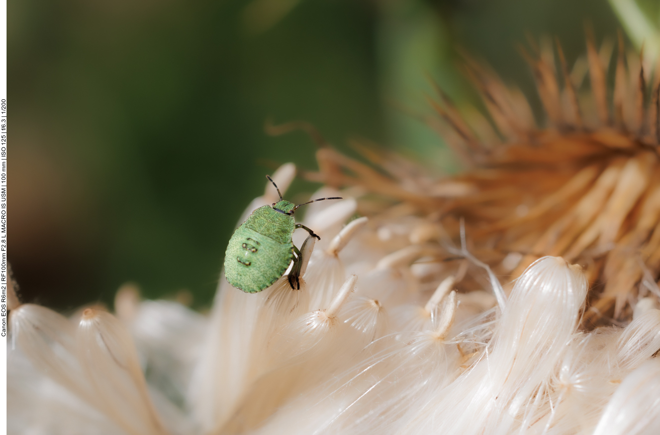 Grüne Stinkwanze [Palomena prasina]