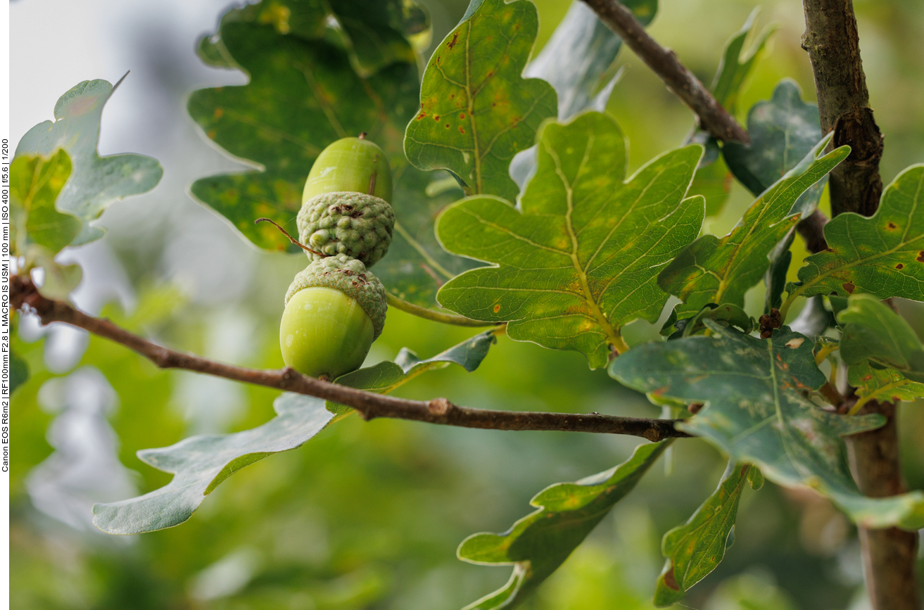 Die Eicheln brauchen noch etwas bis sie reif sind 