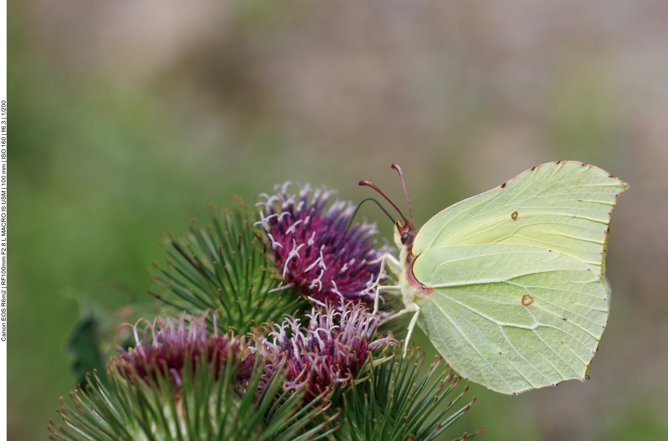Postillon [Colias croceus]