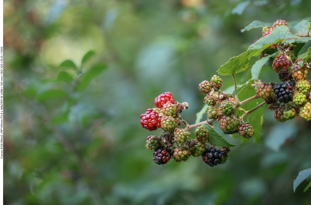 Brombeere [Rubus]